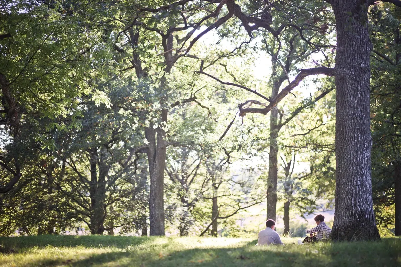 Two people sitting under tall oak trees in a sunlit Stockholm park